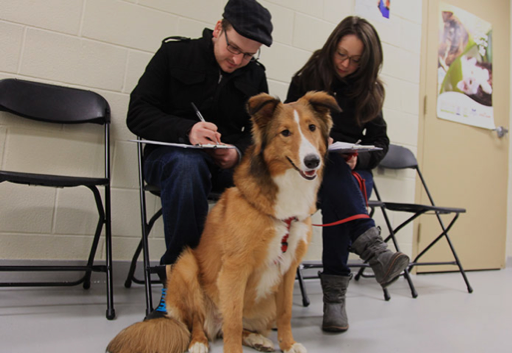 Adopt -Toronto Humane Society