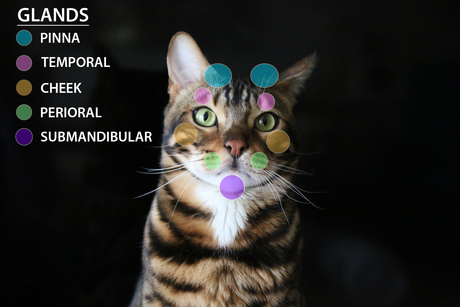 Cat facial glands