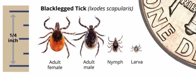 Tick Chart