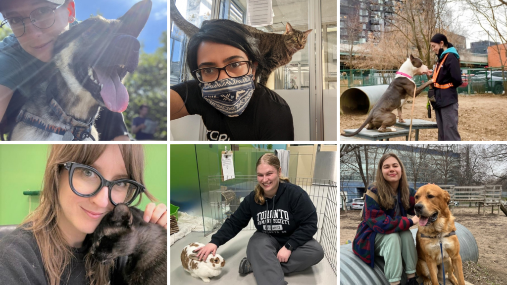 Celebrating Our Animal Trainers Toronto Humane Society