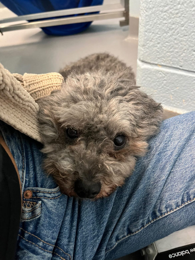 Tucker the Pomeranian Mini Poodle Found His Forever Home Toronto Humane Society
