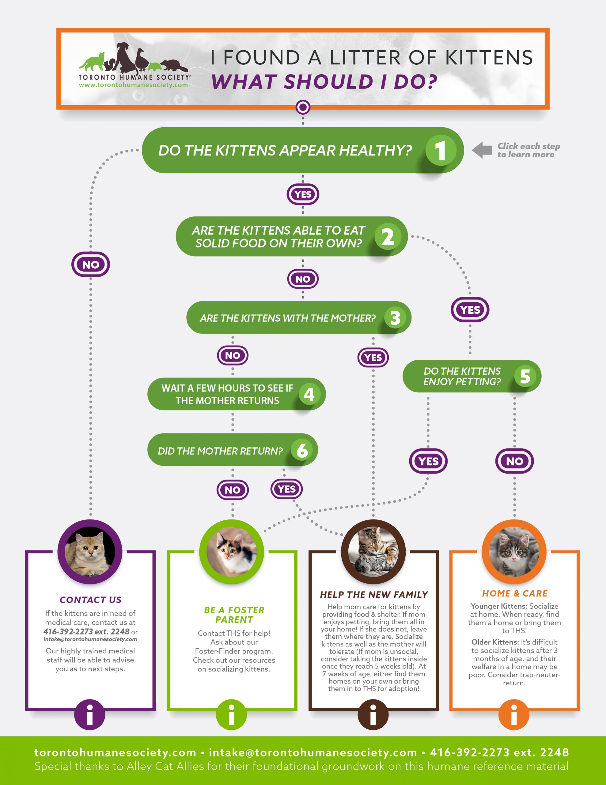 THS-DontKitnapKittens-infographic