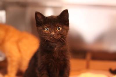 Toronto Humane Society Foster Program