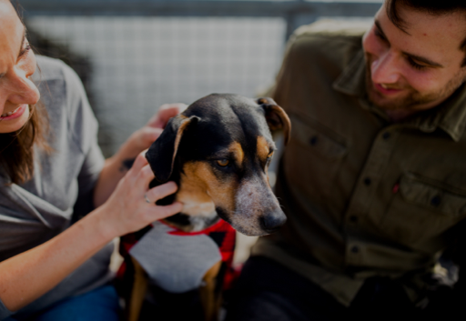 two person care of a pet