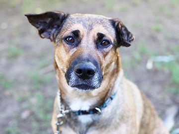 Home - Toronto Humane Society Home - Toronto Humane Society