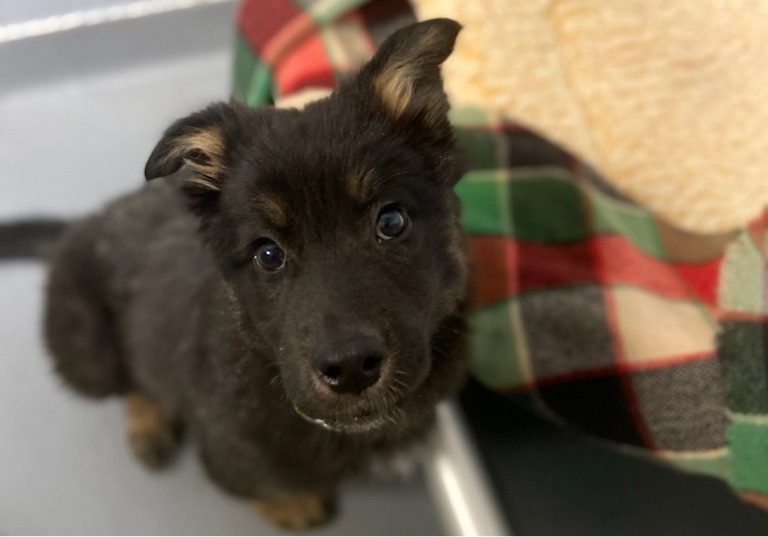 Tons of Blankets, Sheets and Puppies - Toronto Humane Society