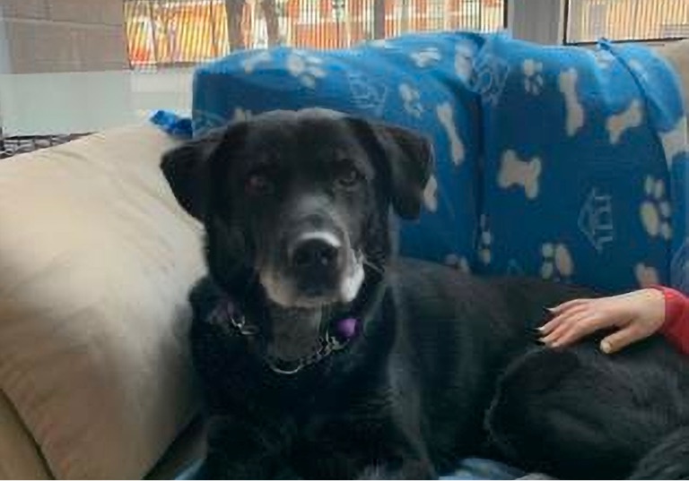 The New Classical FM Pet of the Week: Randy, an 8 year old lab mix!