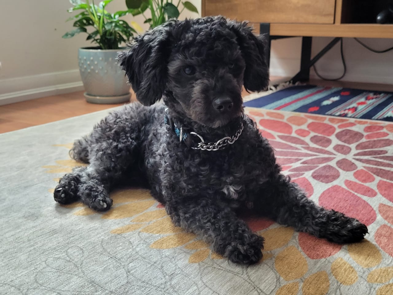 A black small dog sitting on carpet