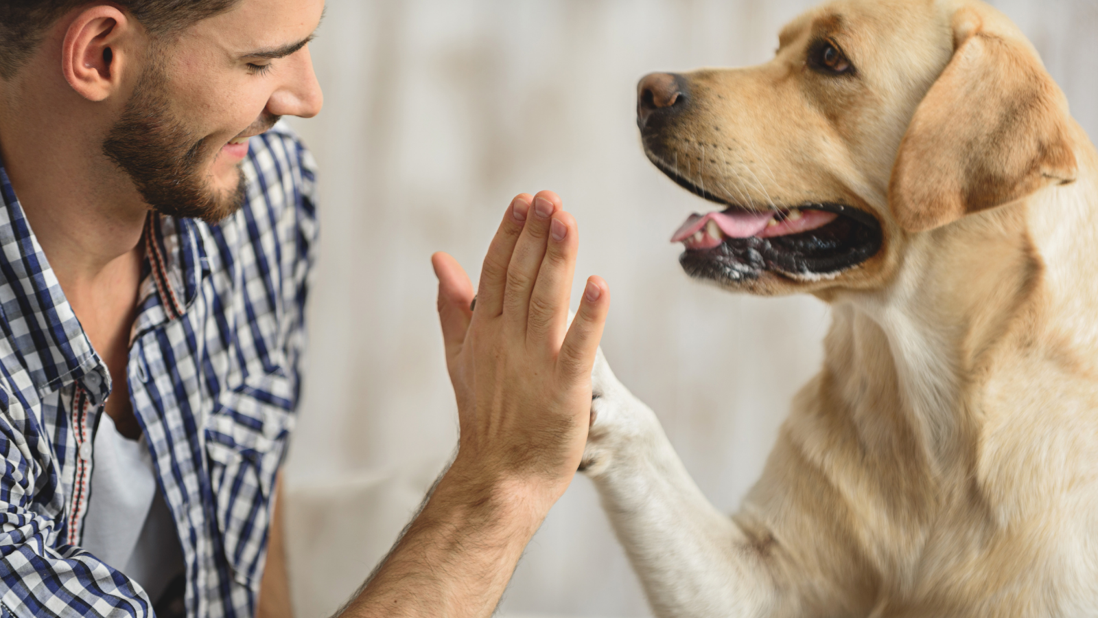 Man and dog giving each other a high five.