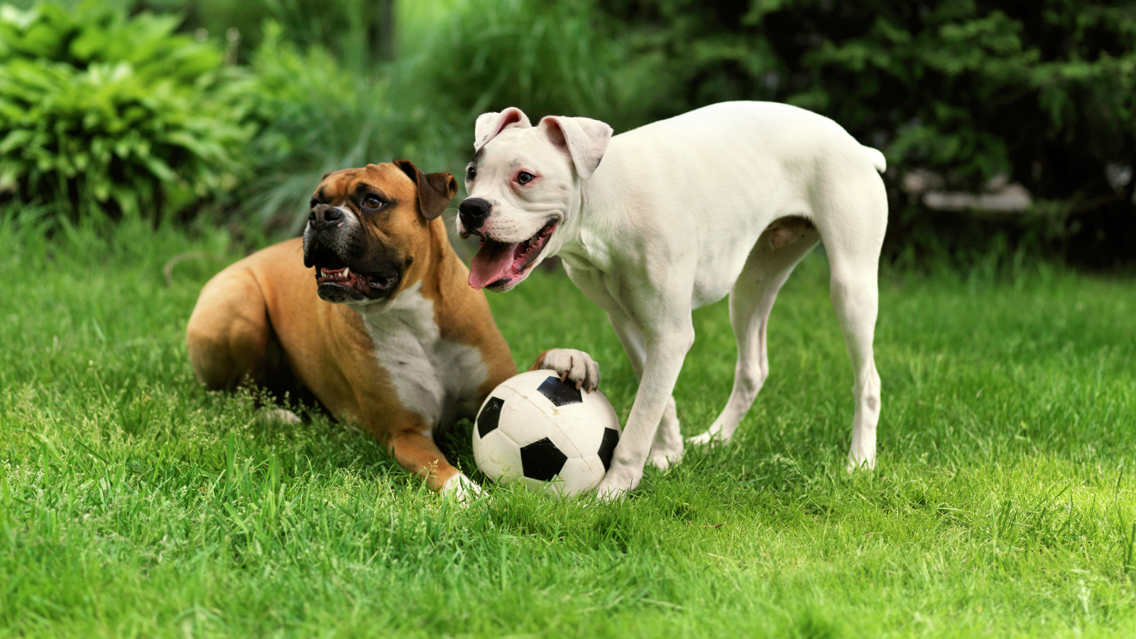 Dog Park Safety