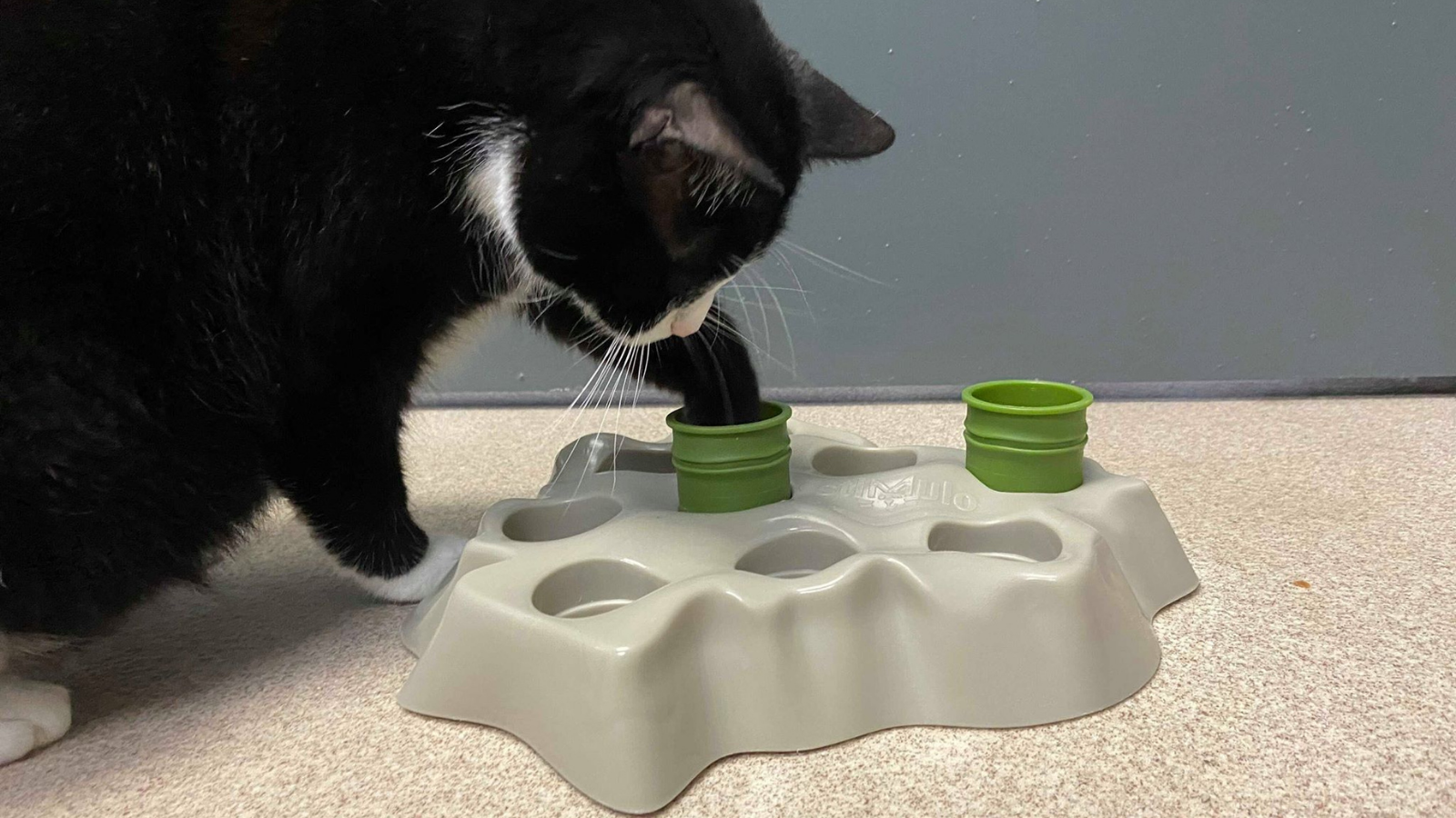 Feline Food Enrichment