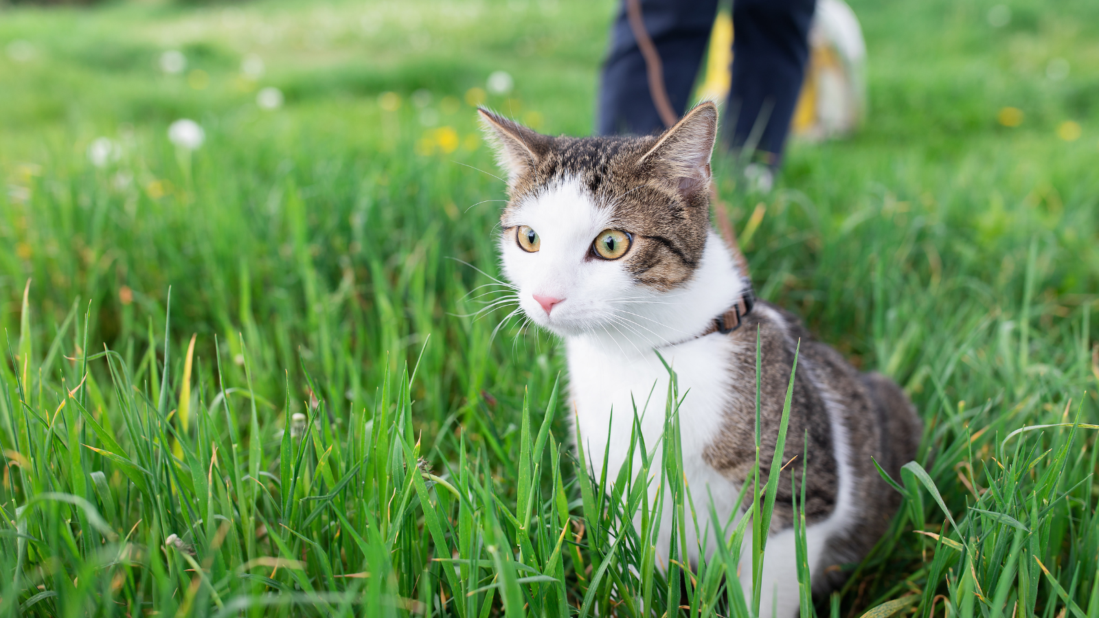 harness train cat