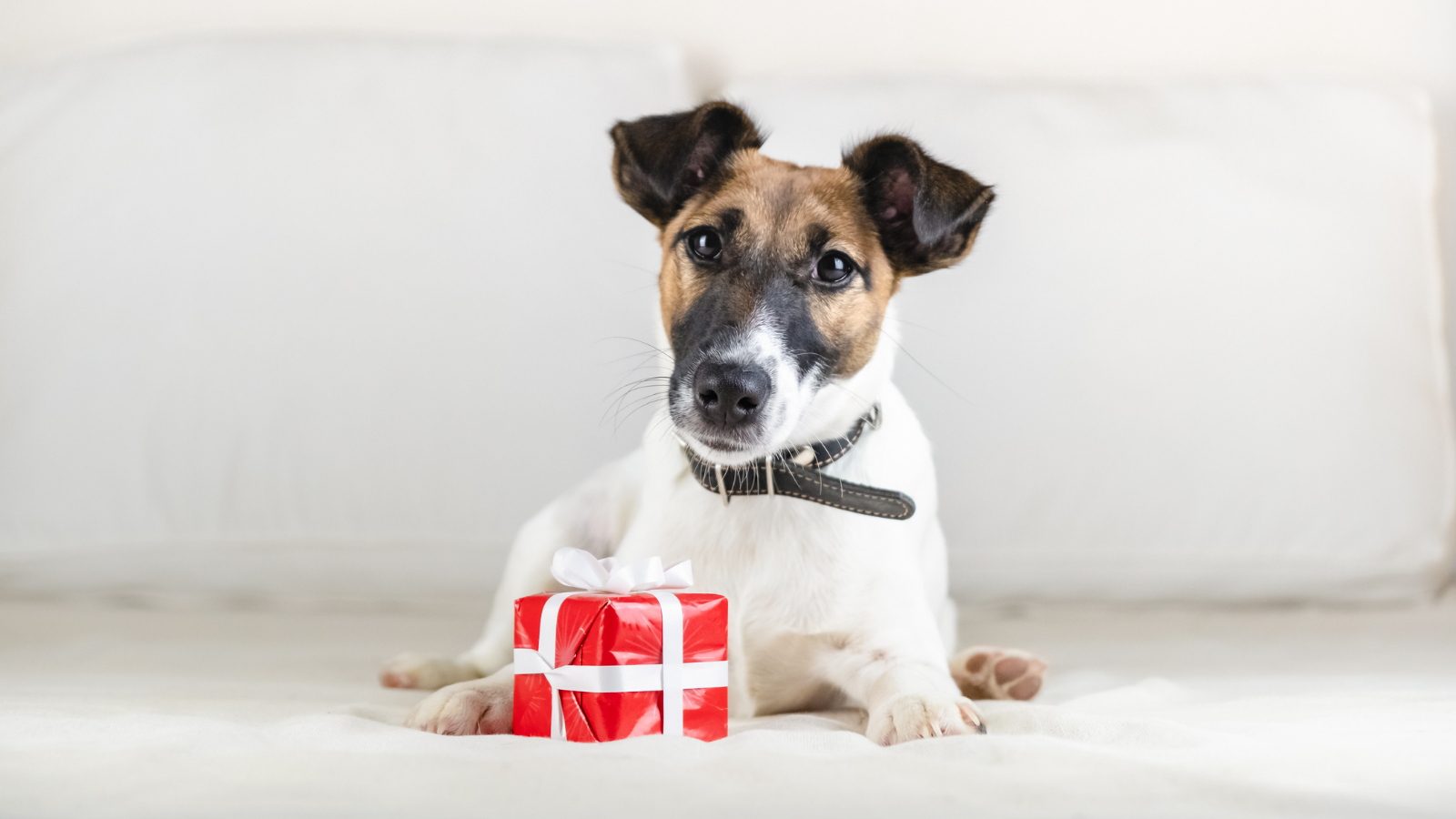 Holiday Giving - Dog with present