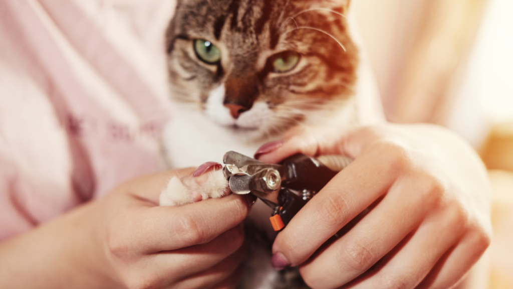 How to Trim Your Cat’s Claws (When They Really Don’t Want You to
