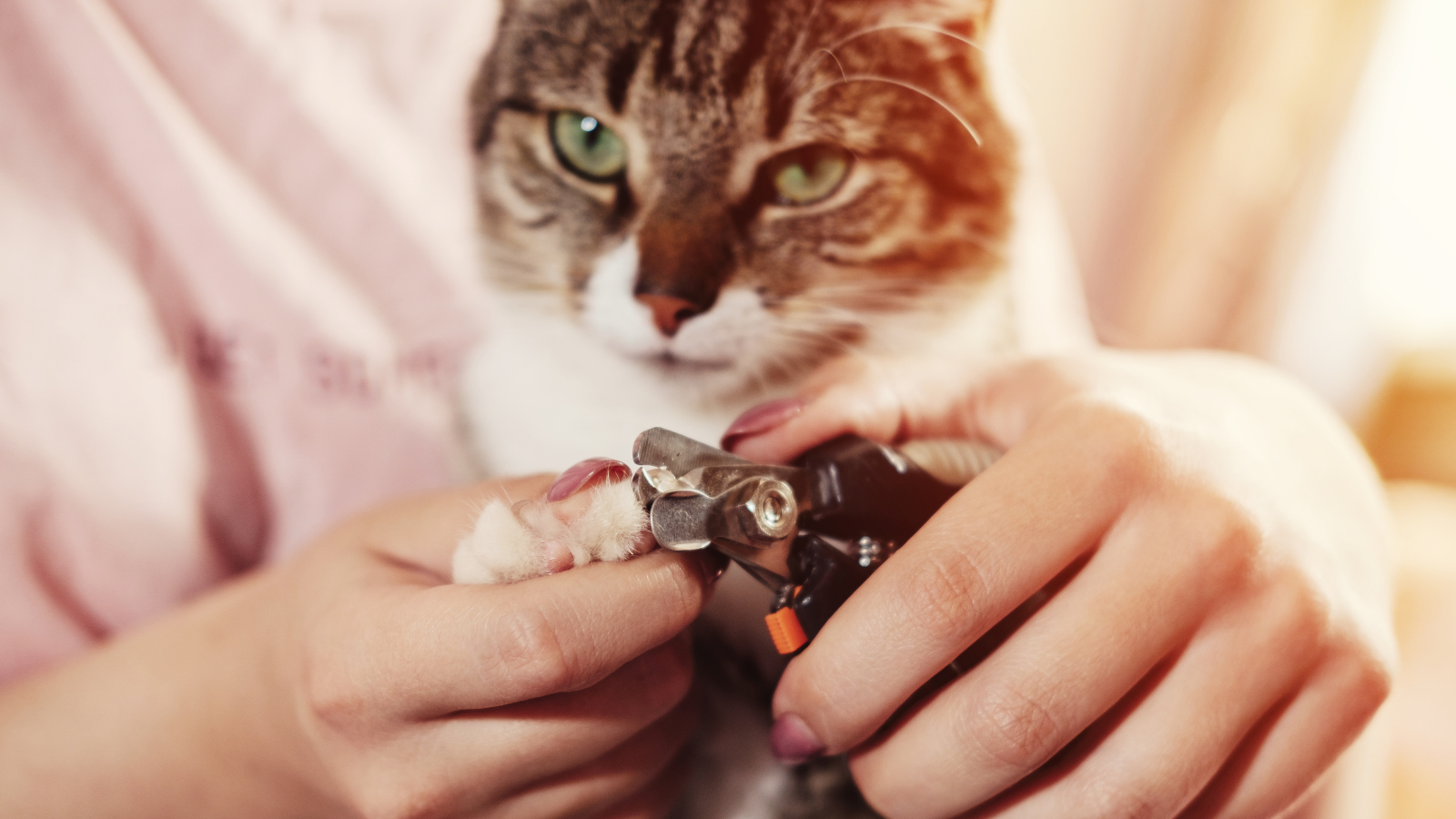 Trimming cat claws