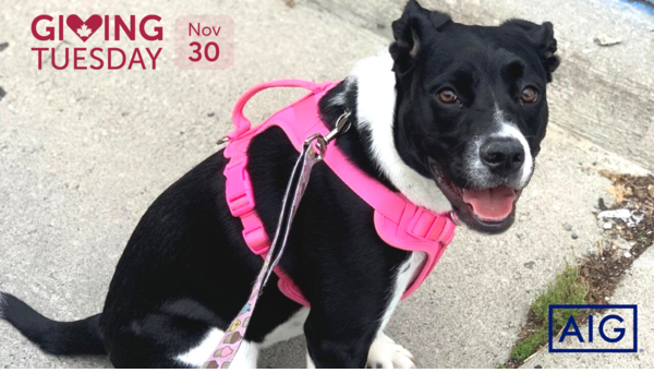 Giving Tuesday - Bourbon's Story