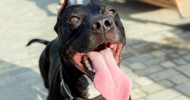 Petsmart bans pit bulls sales