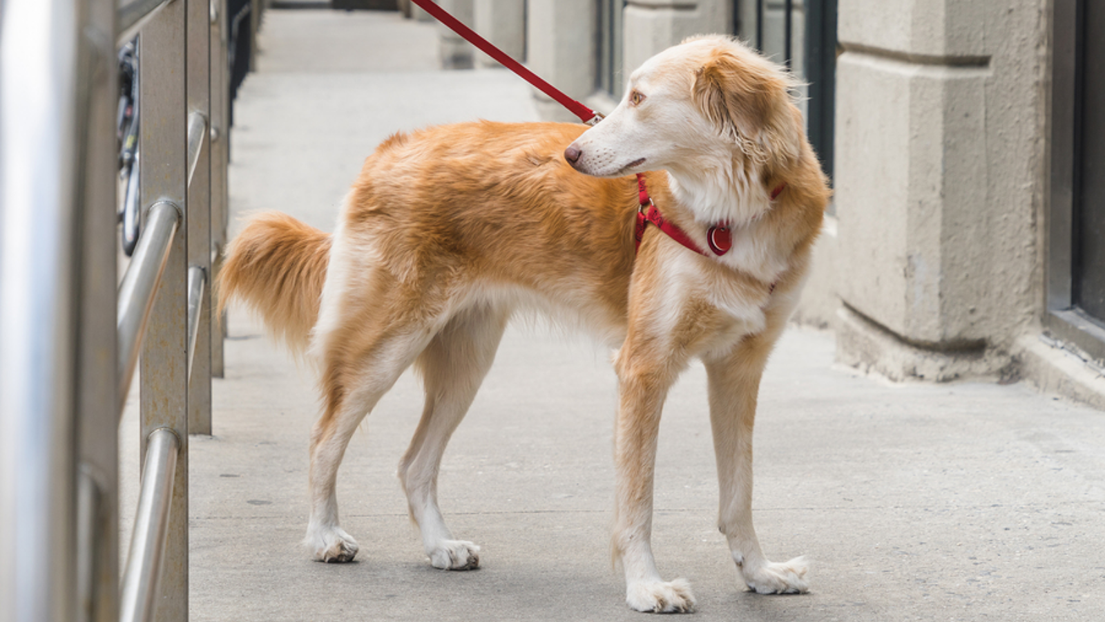 Tethering Dog Outside