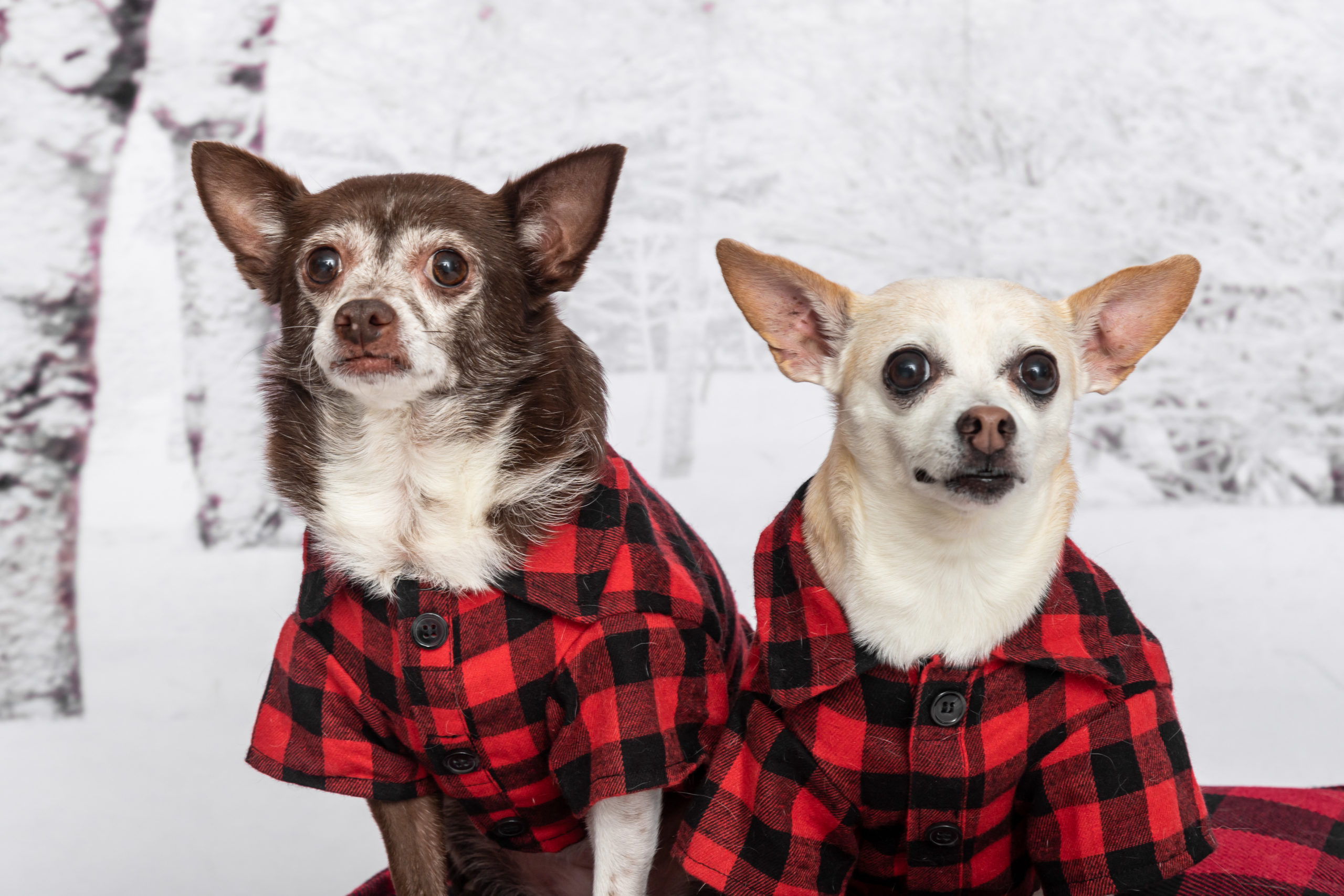 Toronto Humane Society Holiday Pet Pics - 05