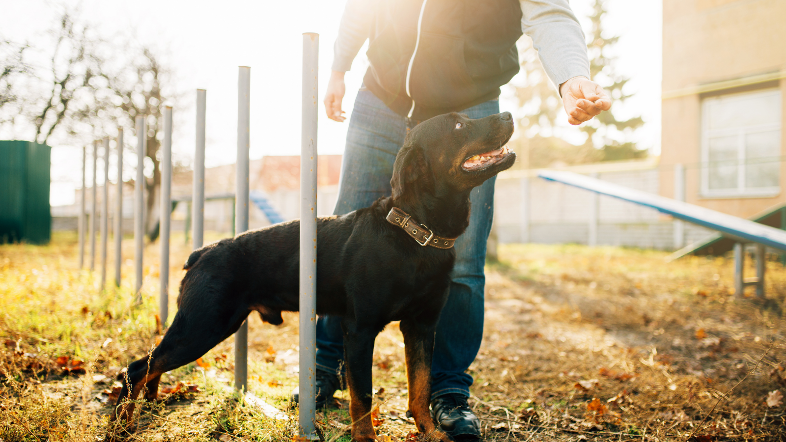 Dog Training