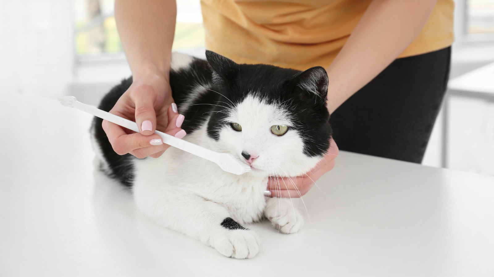 Brushing your cat's teeth