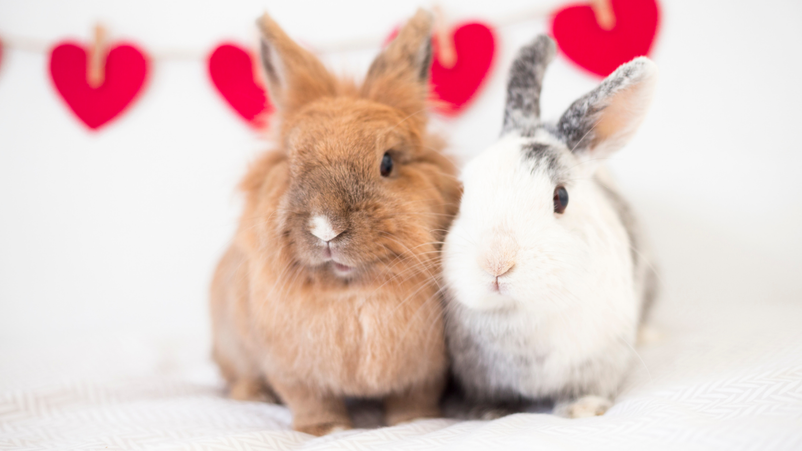 Valentine's Day Bunnies - Toronto Humane Society