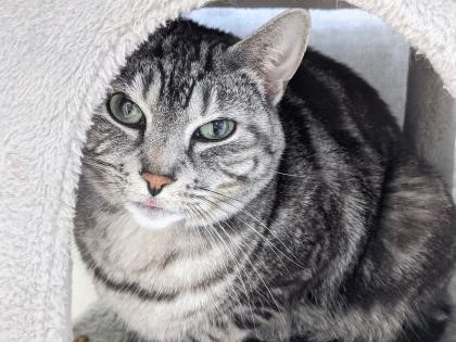 Mittens - Humane Champion