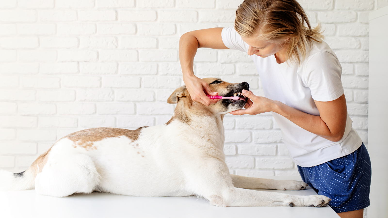 Understanding Dog Dental Disease