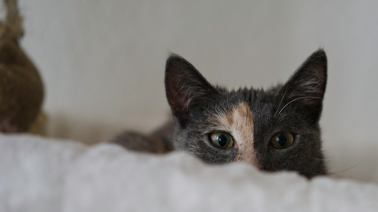 How to Help Your Shy Cat Adjust to Their New Home - Toronto Humane Society