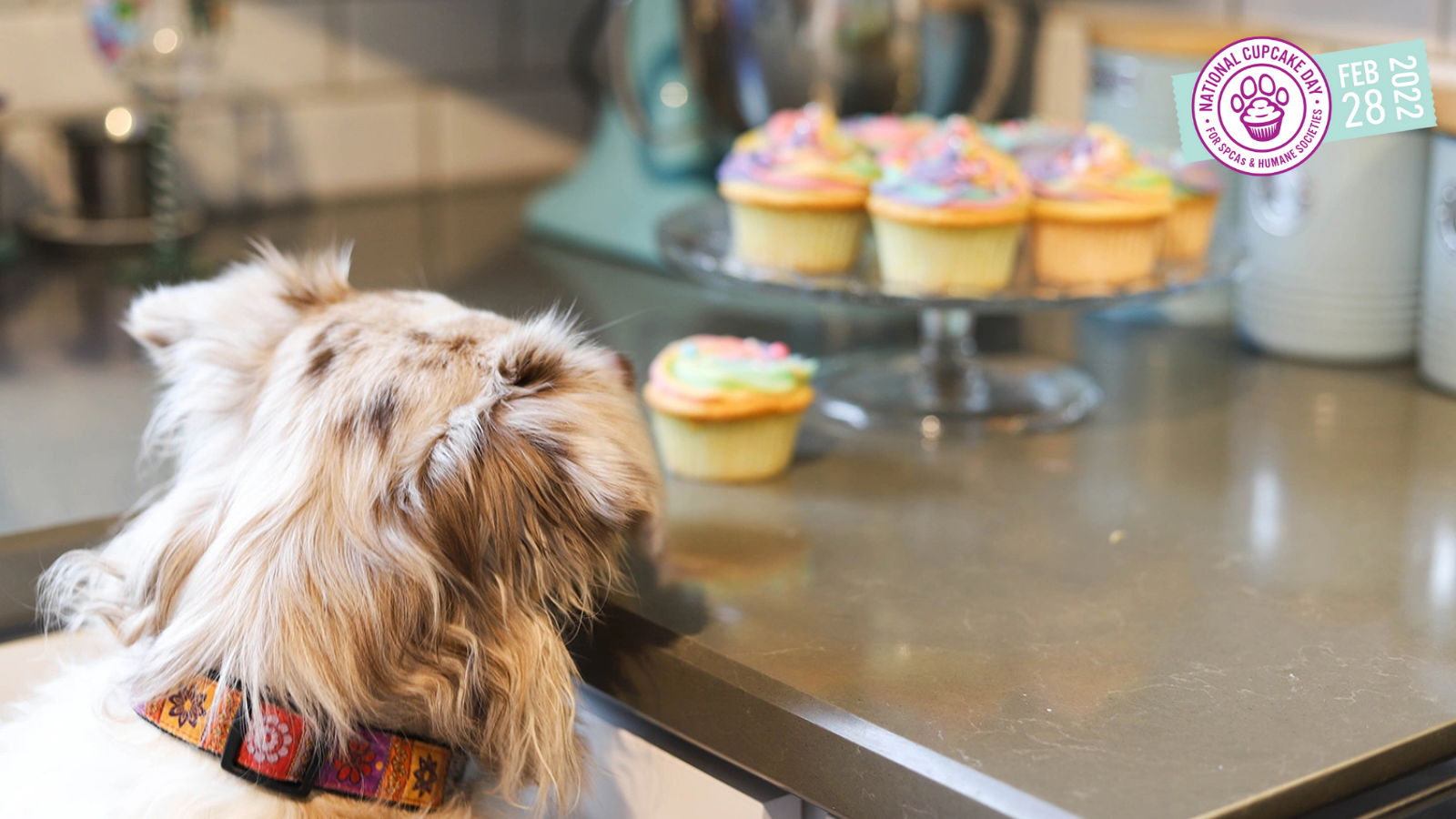 National Cupcake Day - Toronto Humane Society