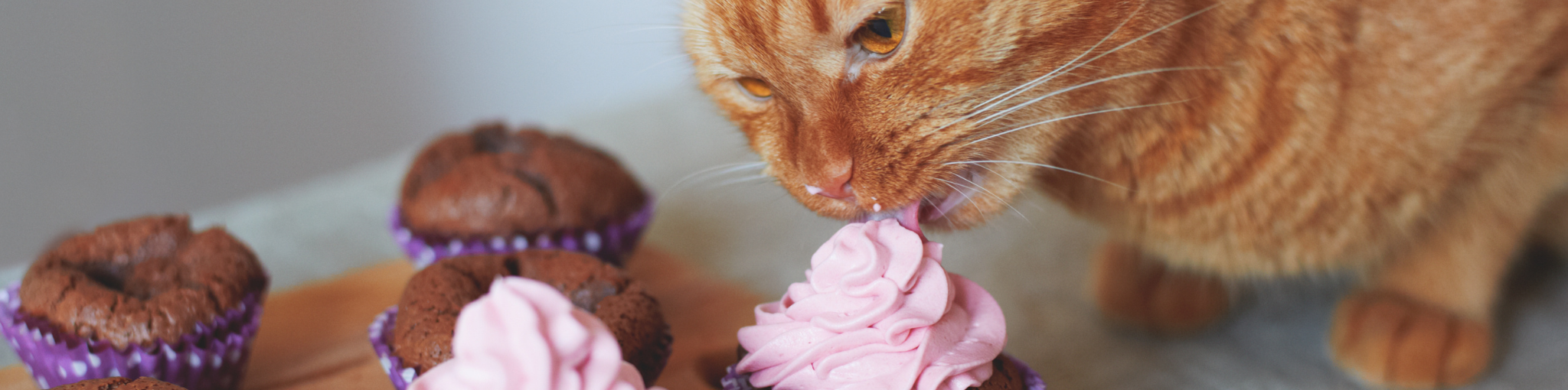 webpage banner - national cupcake day