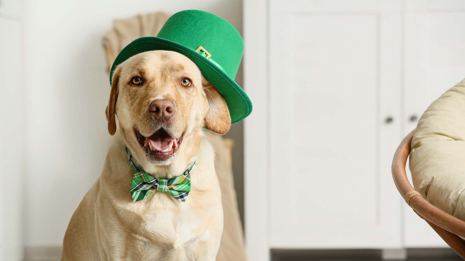 St. Patrick's Day Pet Safety