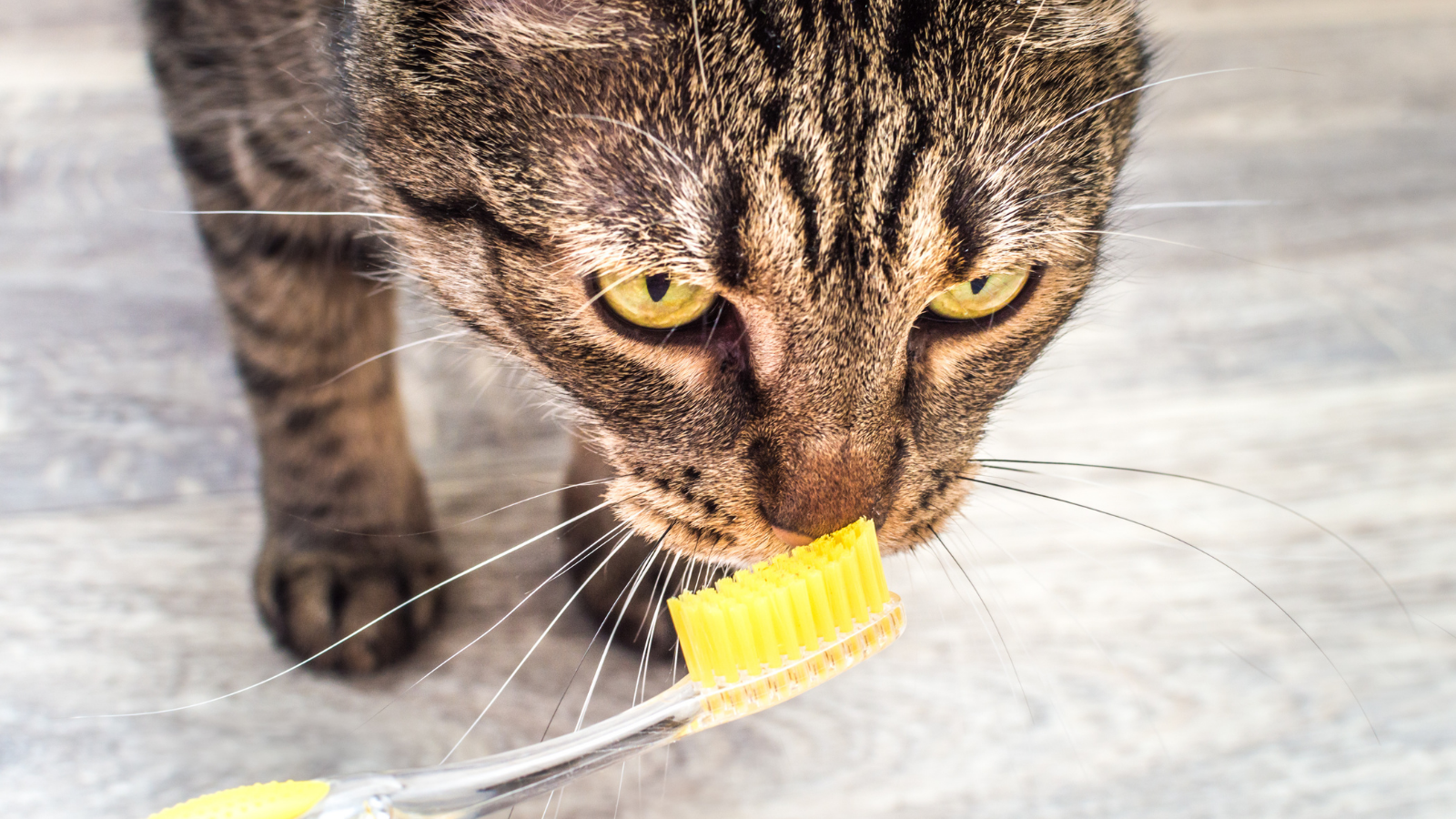 Cat and wet toothbrush