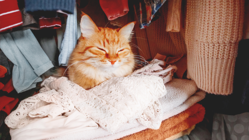 Selling Your Unwanted Items to Support Pets in Need Toronto Humane