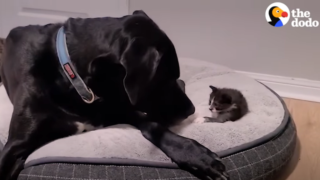 Home Toronto Humane Society