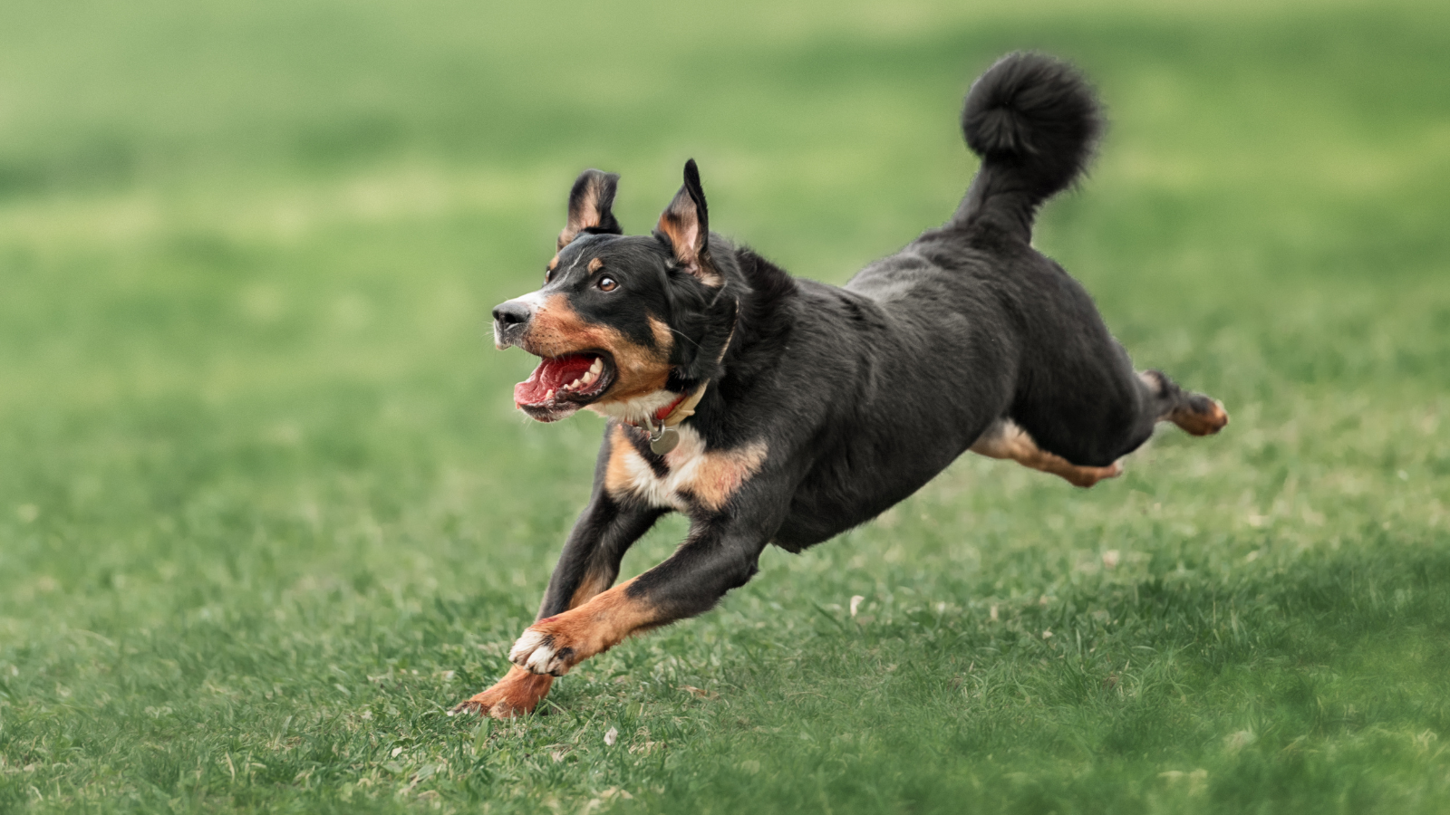 Toronto Humane Society's Catch the Ace