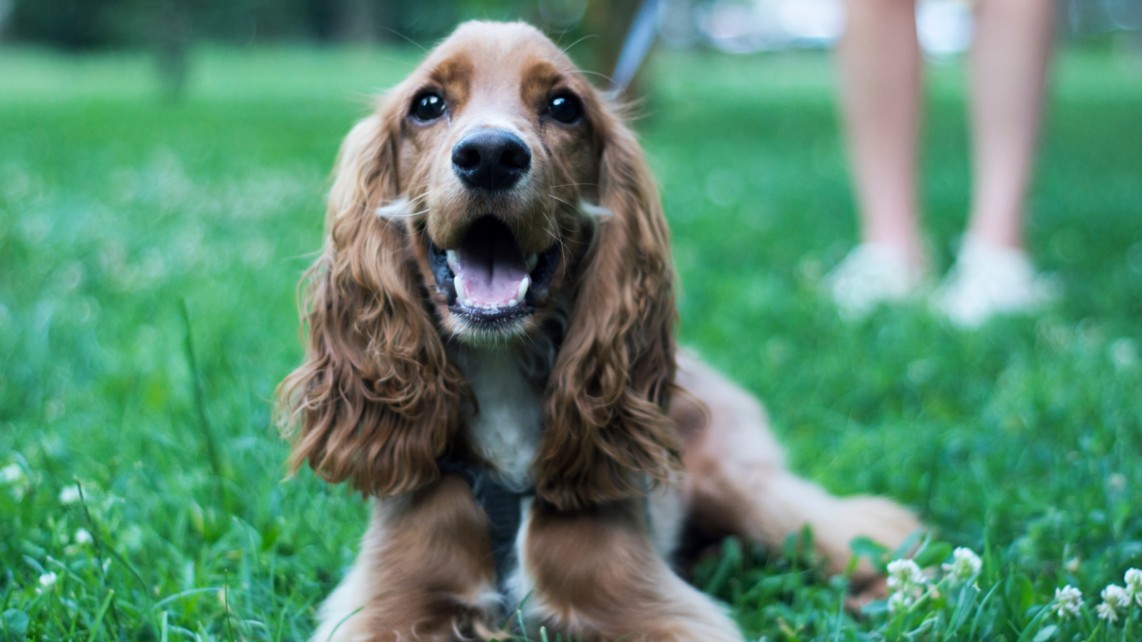 is it ok to adopt a dog with heartworms