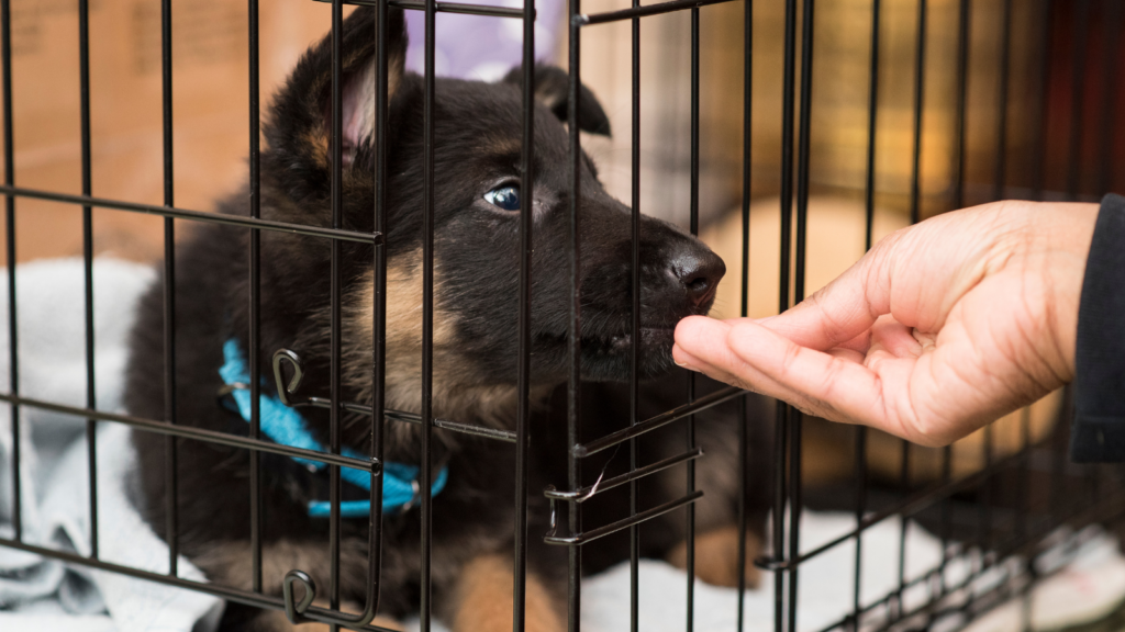 Image showcasing Training Your Dog to Love Their Crate - Toronto Humane Society