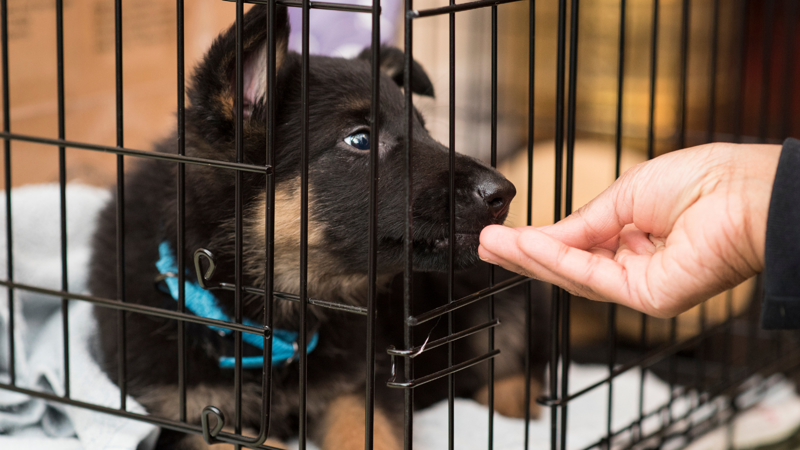 Dog crate training