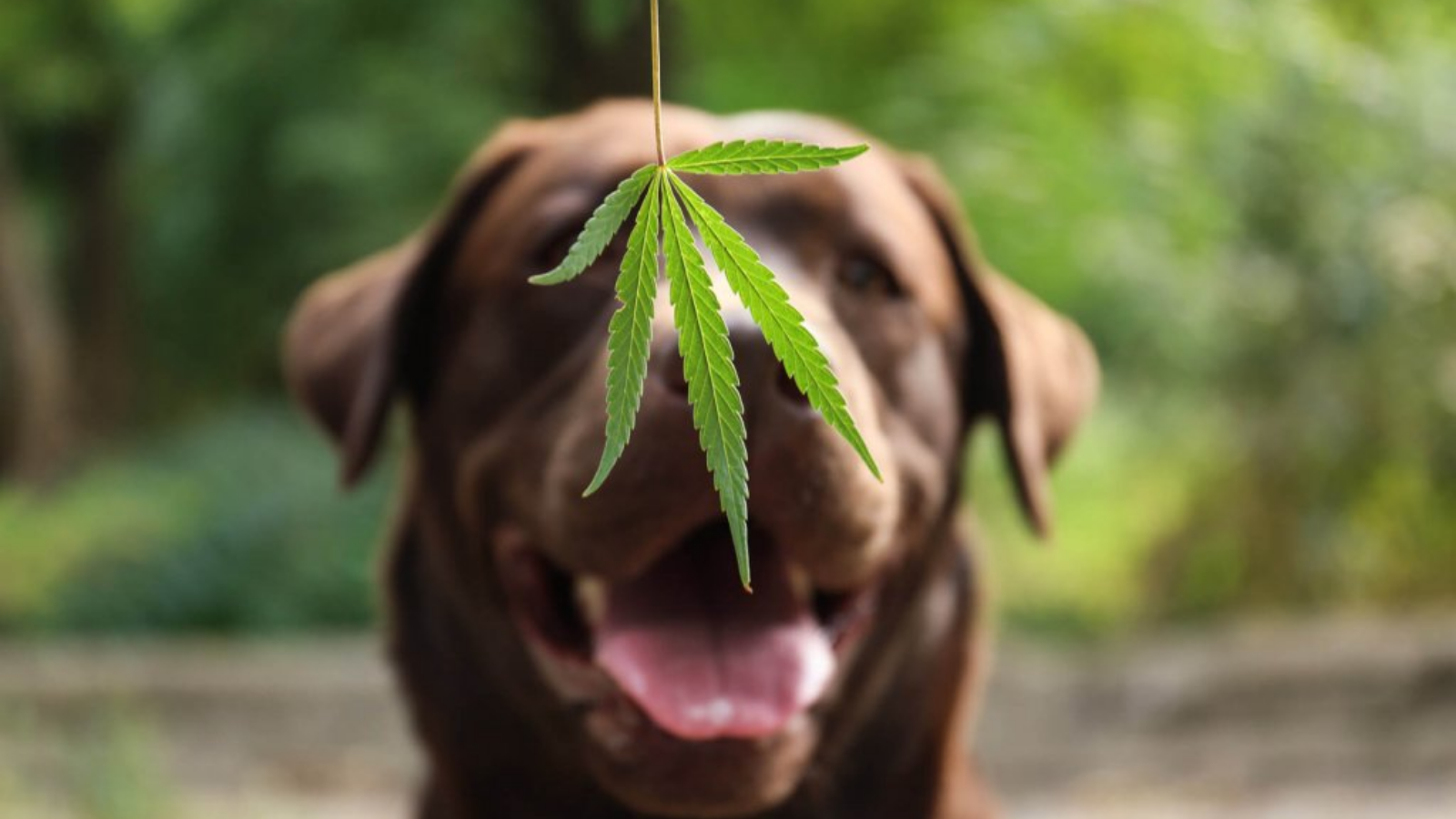 Pets and Cannabis
