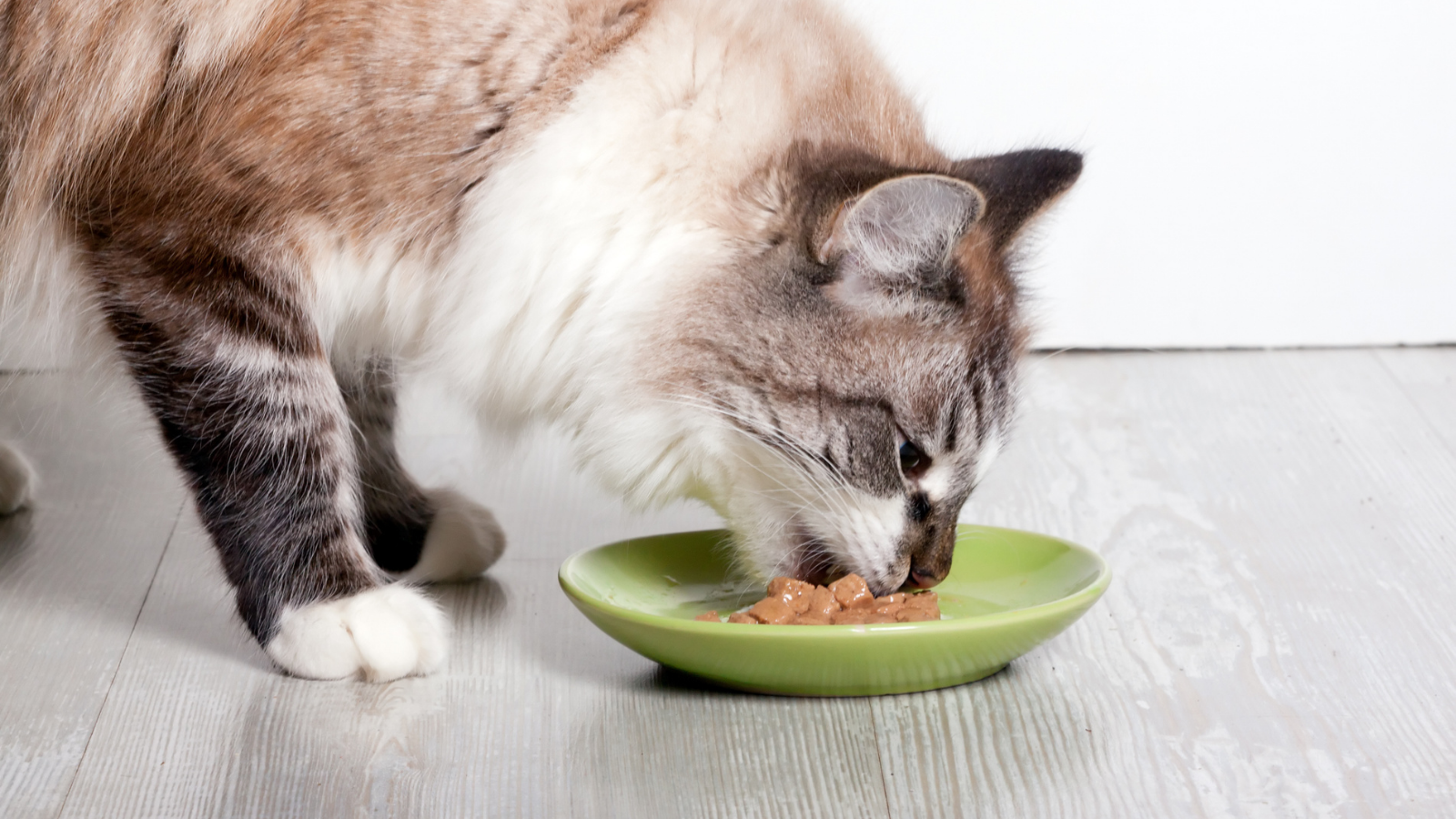 Cat eating food