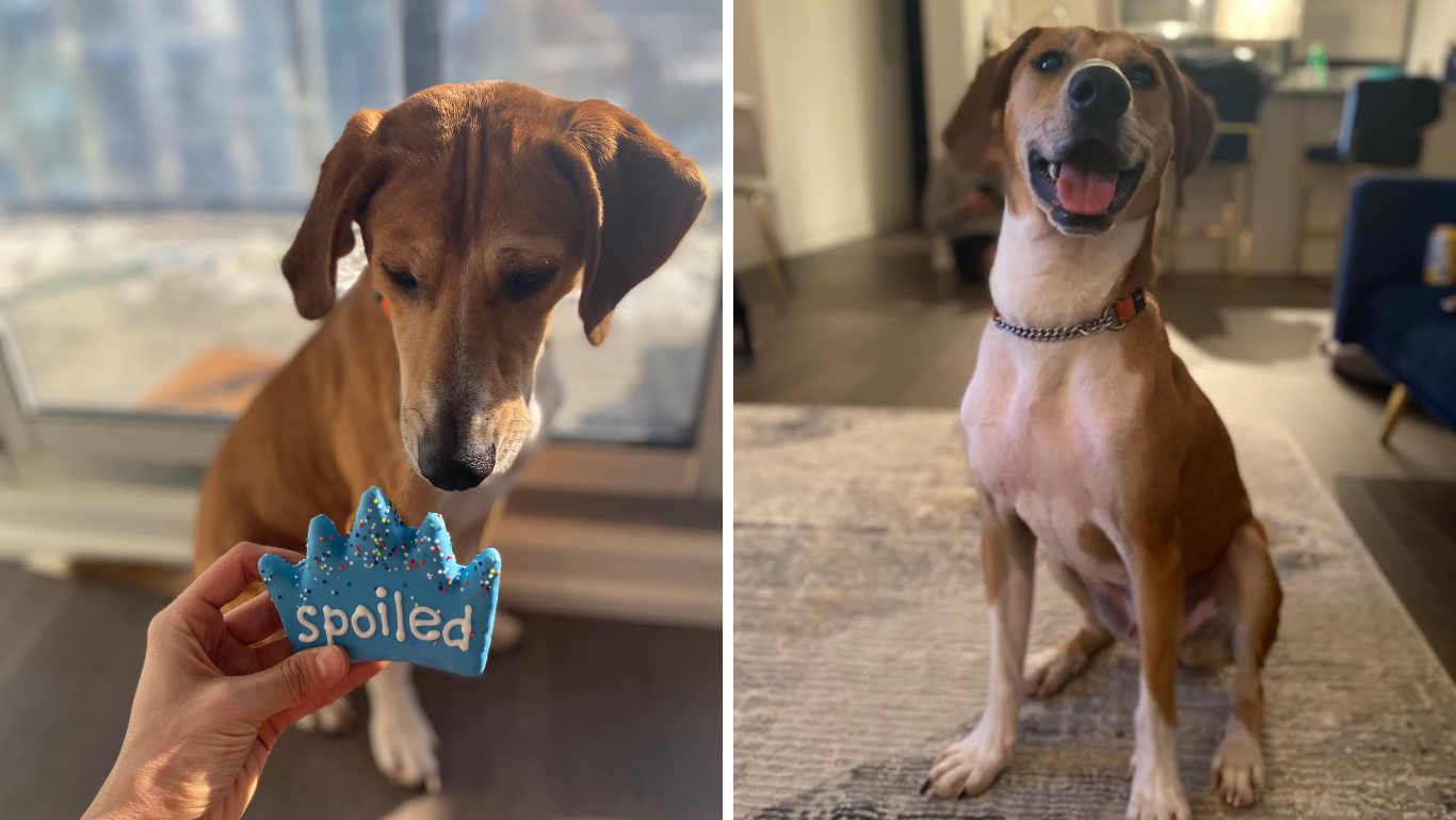 How Many Dogs Can You Own In Toronto