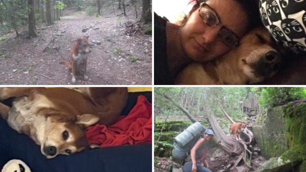 sloan-toronto-humane-society