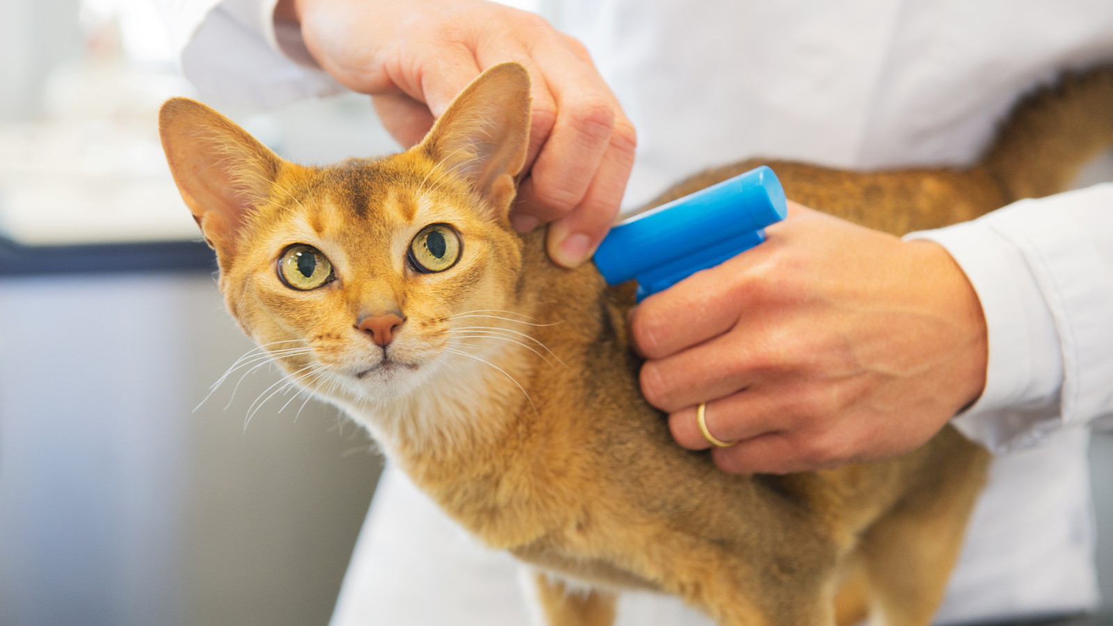 Pet Microchipping Preventing Lost Pets from Entering the Shelter System Toronto Humane Society