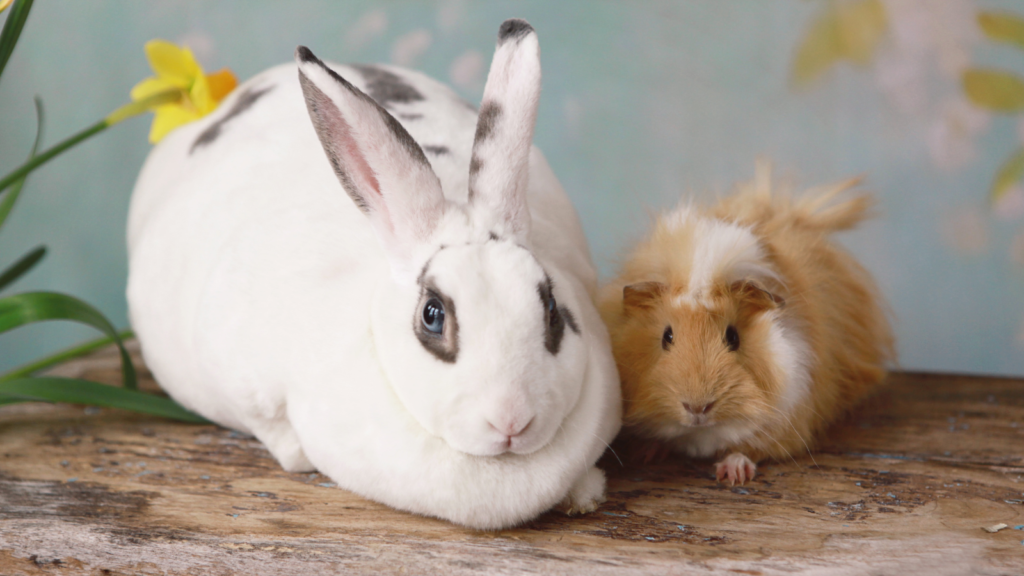home-toronto-humane-society