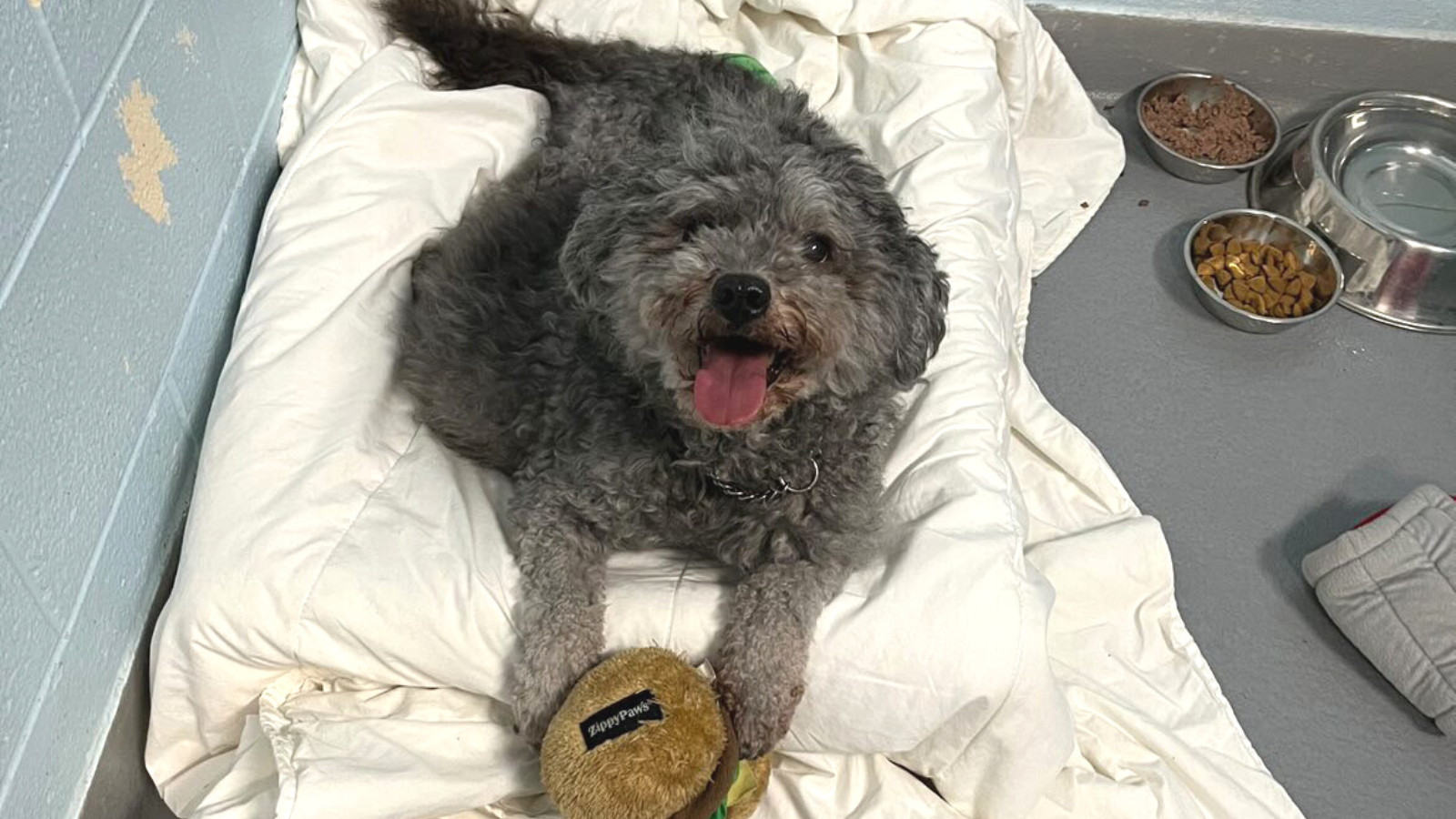 Mini poodle best sale toronto