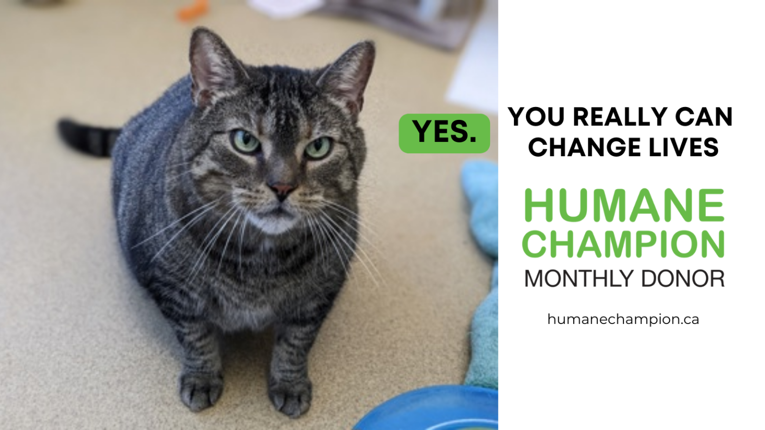 Angelo Toronto Humane Society