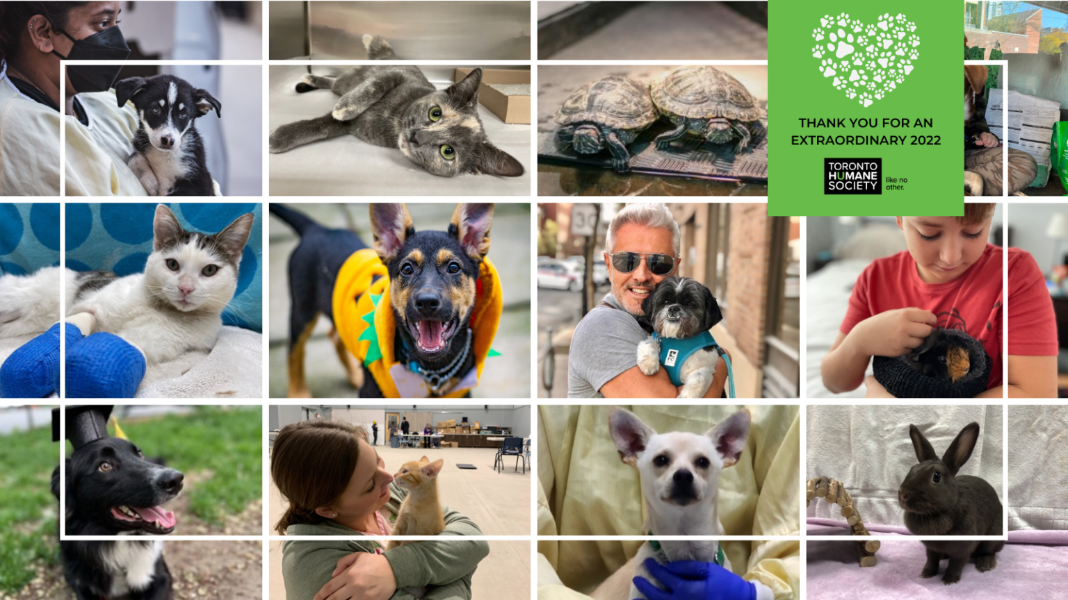 An Extraordinary Year Made Possible by You Toronto Humane Society