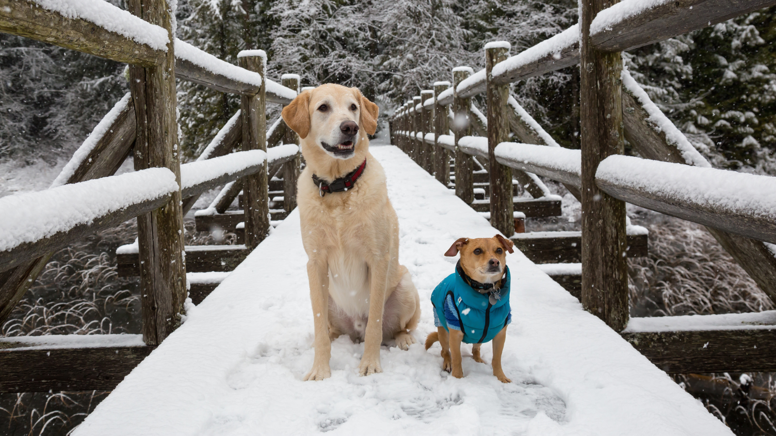 can you leave a dog in the car in winter