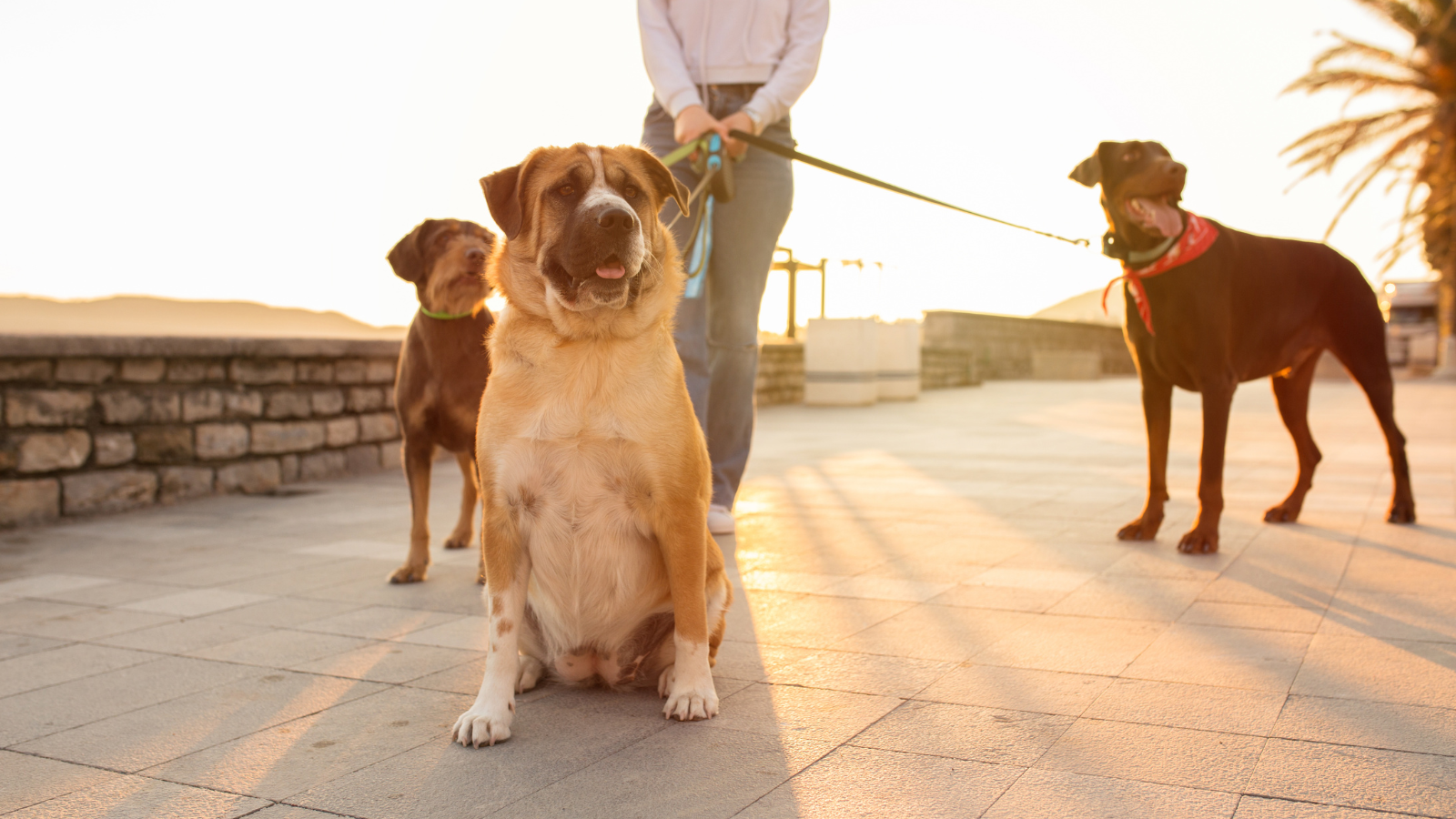 How to Choose a Dog Walker - Toronto Humane Society